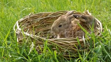 夏天或春天，两只每周刚出生的小可爱的毛茸茸的小兔子在绿草柳条篮子里